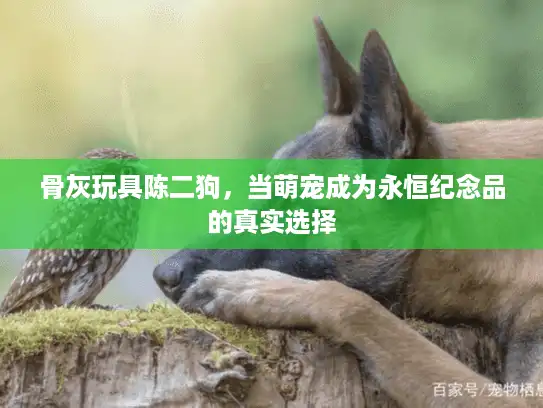 骨灰玩具陈二狗，当萌宠成为永恒纪念品的真实选择
