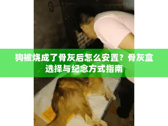 狗被烧成了骨灰后怎么安置？骨灰盒选择与纪念方式指南