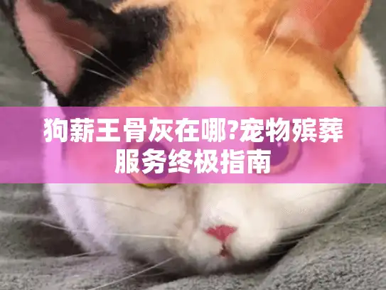 狗薪王骨灰在哪?宠物殡葬服务终极指南