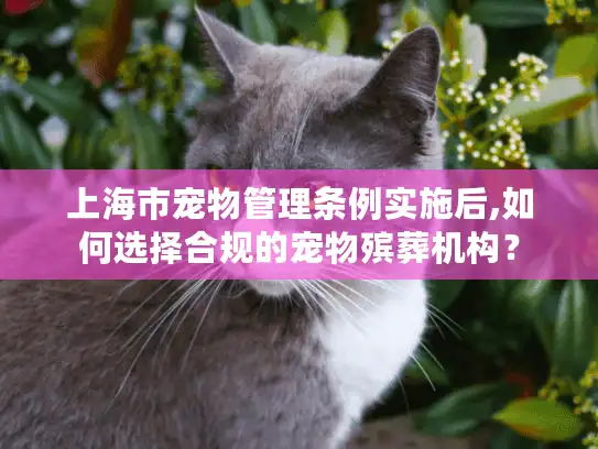 上海市宠物管理条例实施后,如何选择合规的宠物殡葬机构？