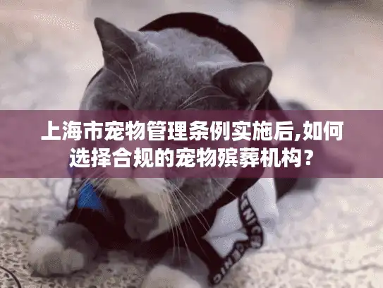 上海市宠物管理条例实施后,如何选择合规的宠物殡葬机构？
