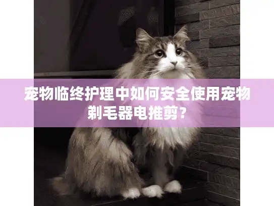 宠物临终护理中如何安全使用宠物剃毛器电推剪？
