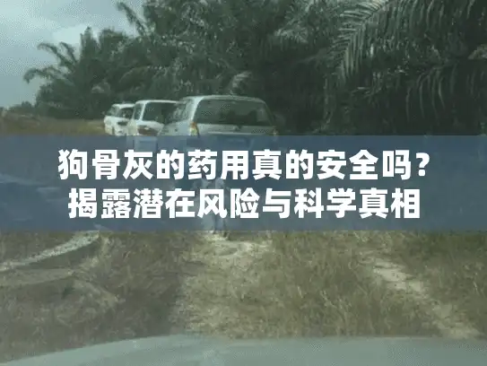 狗骨灰的药用真的安全吗？揭露潜在风险与科学真相