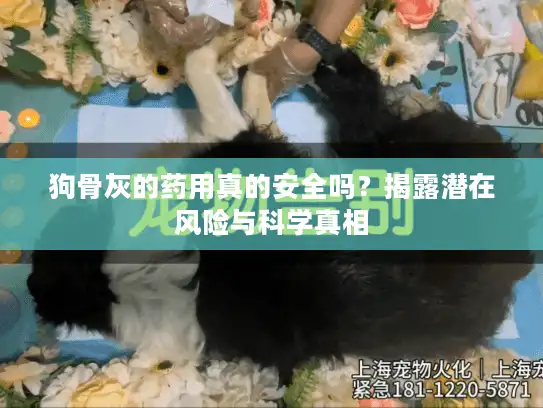 狗骨灰的药用真的安全吗？揭露潜在风险与科学真相
