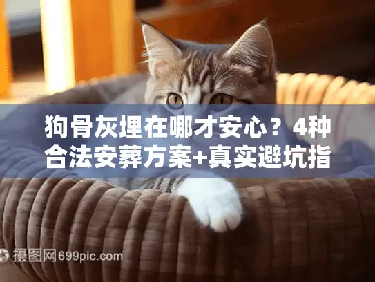 狗骨灰埋在哪才安心？4种合法安葬方案+真实避坑指南