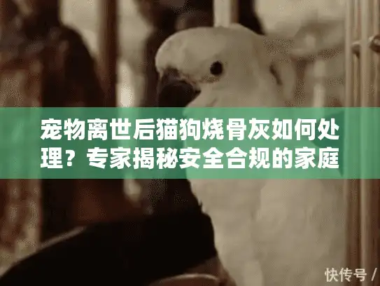宠物离世后猫狗烧骨灰如何处理？专家揭秘安全合规的家庭纪念方案