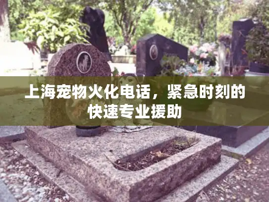 上海宠物火化电话，紧急时刻的快速专业援助