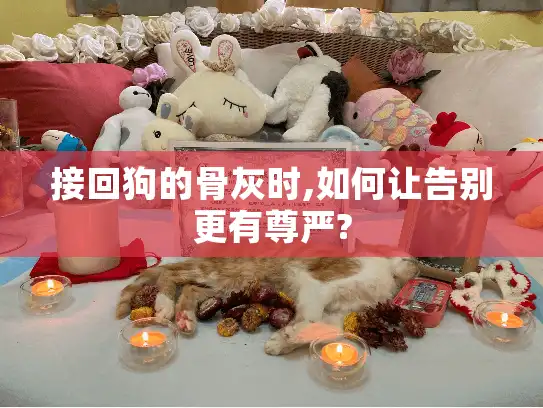 接回狗的骨灰时,如何让告别更有尊严?