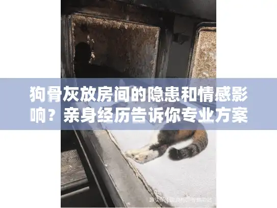 狗骨灰放房间的隐患和情感影响？亲身经历告诉你专业方案
