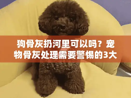 狗骨灰扔河里可以吗？宠物骨灰处理需要警惕的3大法律风险