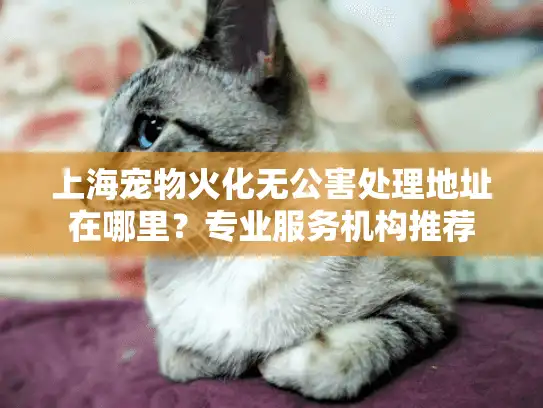 上海宠物火化无公害处理地址在哪里？专业服务机构推荐