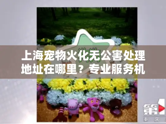 上海宠物火化无公害处理地址在哪里？专业服务机构推荐
