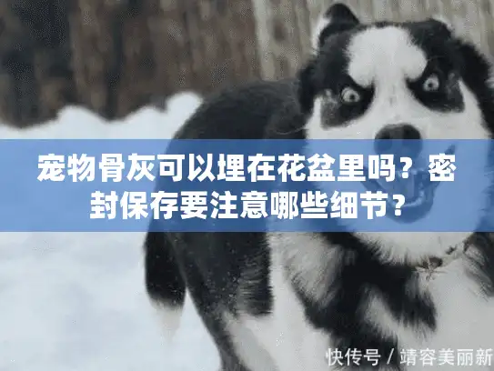 宠物骨灰可以埋在花盆里吗？密封保存要注意哪些细节？