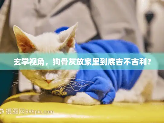 玄学视角，狗骨灰放家里到底吉不吉利？