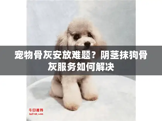 宠物骨灰安放难题？阴茎抹狗骨灰服务如何解决