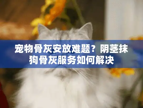 宠物骨灰安放难题？阴茎抹狗骨灰服务如何解决