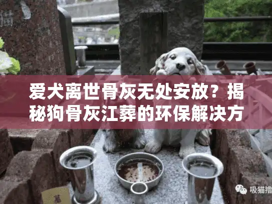 爱犬离世骨灰无处安放？揭秘狗骨灰江葬的环保解决方案