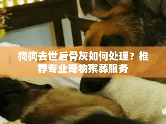 狗狗去世后骨灰如何处理？推荐专业宠物殡葬服务