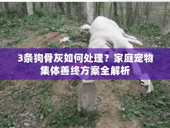 3条狗骨灰如何处理？家庭宠物集体善终方案全解析