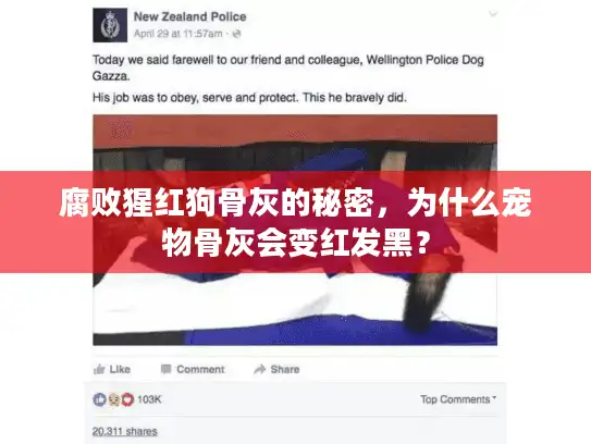 腐败猩红狗骨灰的秘密，为什么宠物骨灰会变红发黑？