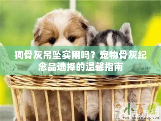 狗骨灰吊坠实用吗？宠物骨灰纪念品选择的温馨指南