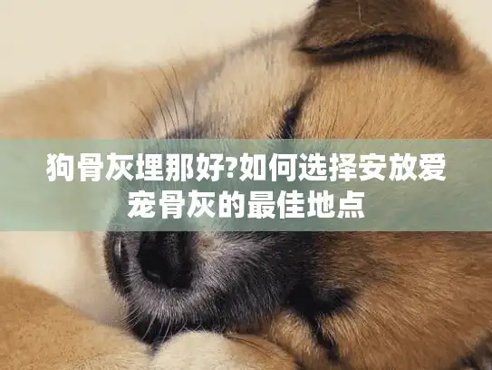 狗骨灰埋那好?如何选择安放爱宠骨灰的最佳地点