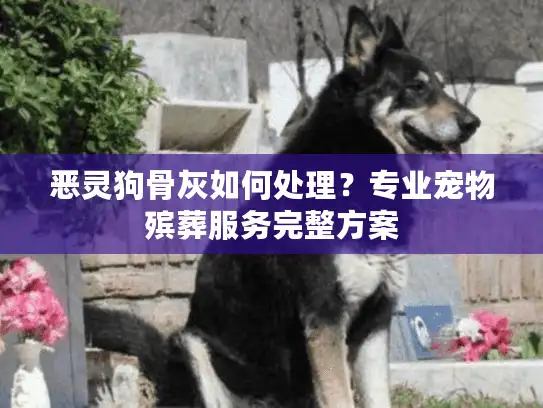 恶灵狗骨灰如何处理？专业宠物殡葬服务完整方案