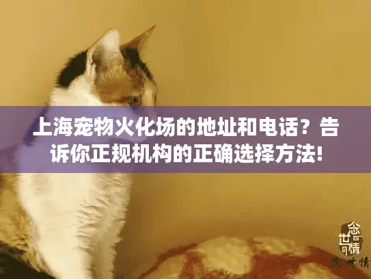 上海宠物火化场的地址和电话？告诉你正规机构的正确选择方法!