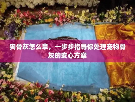 狗骨灰怎么拿，一步步指导你处理宠物骨灰的安心方案