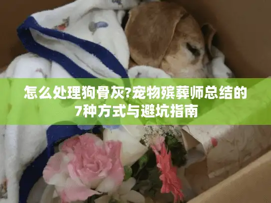 怎么处理狗骨灰?宠物殡葬师总结的7种方式与避坑指南