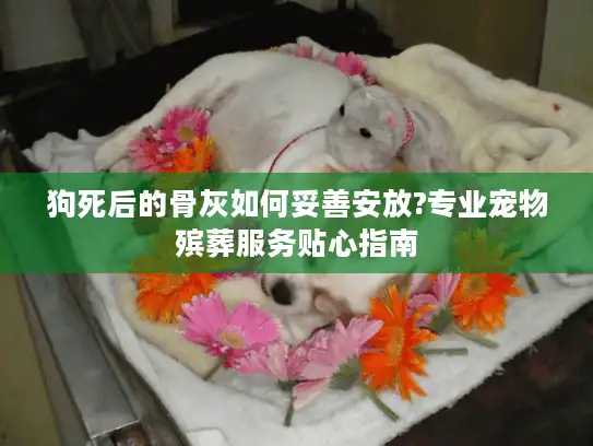 狗死后的骨灰如何妥善安放?专业宠物殡葬服务贴心指南