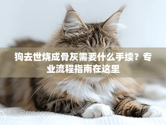 狗去世烧成骨灰需要什么手续？专业流程指南在这里