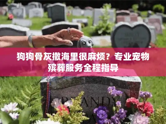 狗狗骨灰撒海里很麻烦？专业宠物殡葬服务全程指导
