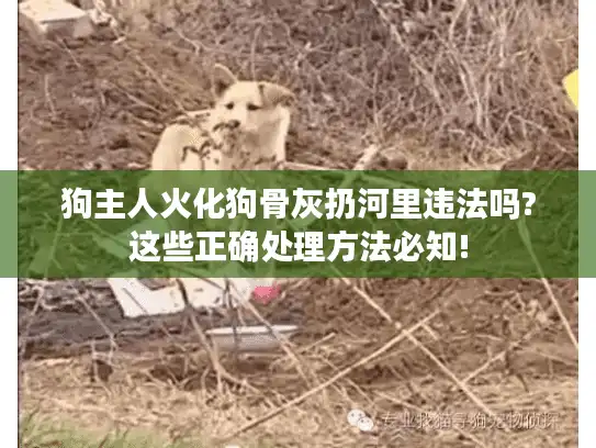 狗主人火化狗骨灰扔河里违法吗?这些正确处理方法必知!