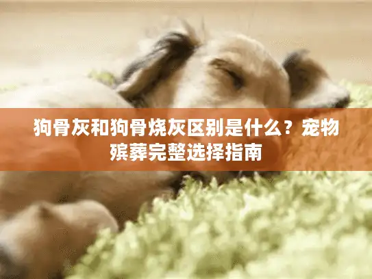 狗骨灰和狗骨烧灰区别是什么？宠物殡葬完整选择指南
