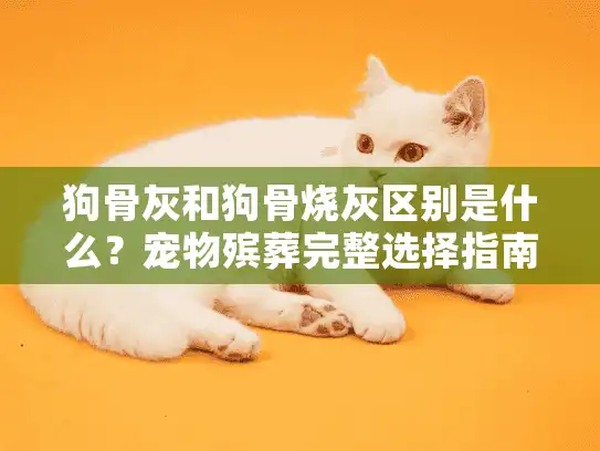 狗骨灰和狗骨烧灰区别是什么？宠物殡葬完整选择指南