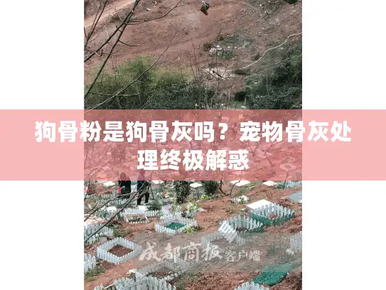 狗骨粉是狗骨灰吗？宠物骨灰处理终极解惑