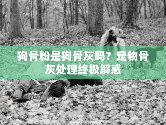 狗骨粉是狗骨灰吗？宠物骨灰处理终极解惑