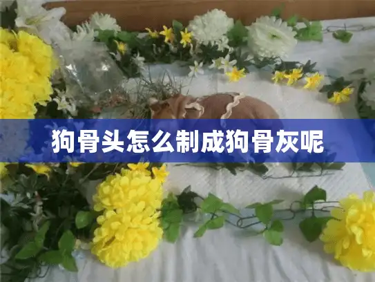 狗骨头怎么制成狗骨灰呢