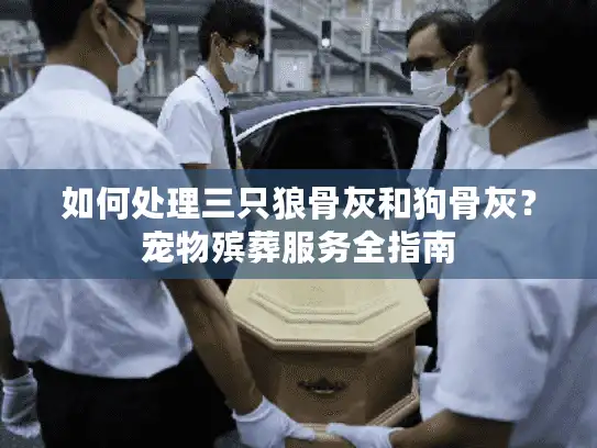 如何处理三只狼骨灰和狗骨灰？宠物殡葬服务全指南