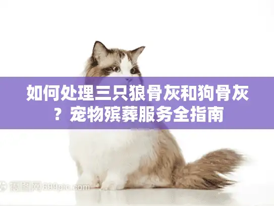 如何处理三只狼骨灰和狗骨灰？宠物殡葬服务全指南