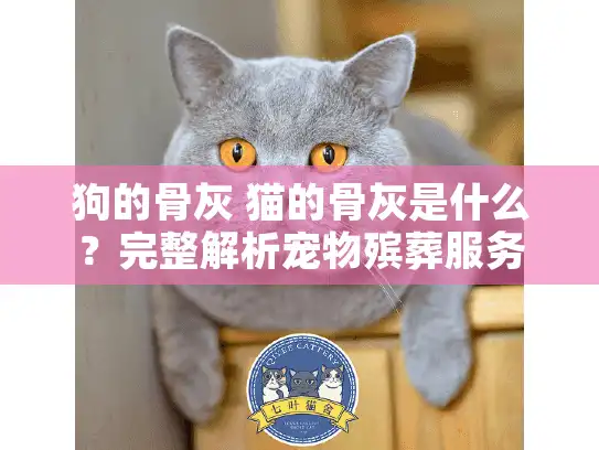 狗的骨灰 猫的骨灰是什么？完整解析宠物殡葬服务疑问