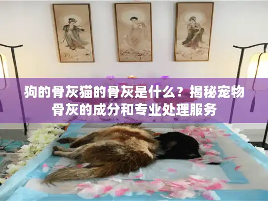 狗的骨灰猫的骨灰是什么？揭秘宠物骨灰的成分和专业处理服务