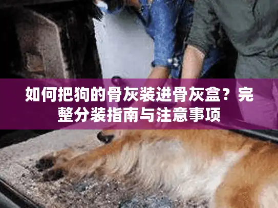 如何把狗的骨灰装进骨灰盒？完整分装指南与注意事项