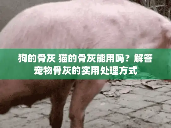 狗的骨灰 猫的骨灰能用吗？解答宠物骨灰的实用处理方式