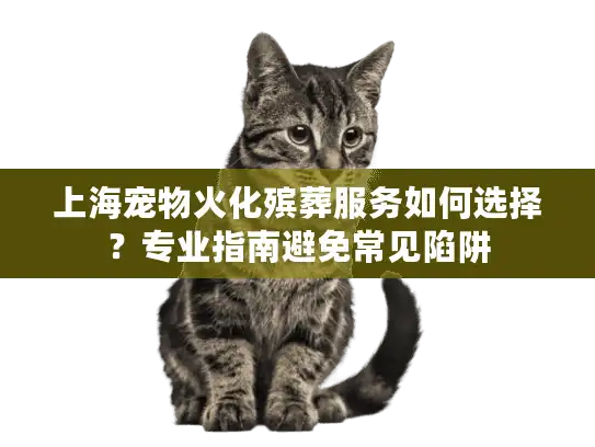 上海宠物火化殡葬服务如何选择？专业指南避免常见陷阱