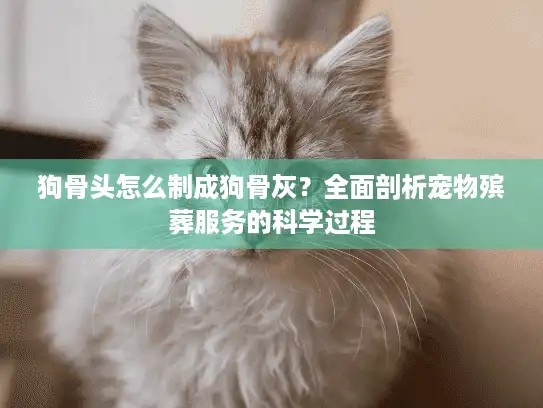 狗骨头怎么制成狗骨灰？全面剖析宠物殡葬服务的科学过程