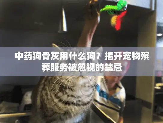 中药狗骨灰用什么狗？揭开宠物殡葬服务被忽视的禁忌