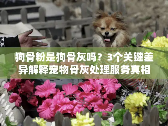 狗骨粉是狗骨灰吗？3个关键差异解释宠物骨灰处理服务真相