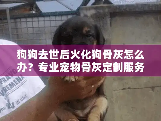 狗狗去世后火化狗骨灰怎么办？专业宠物骨灰定制服务指南